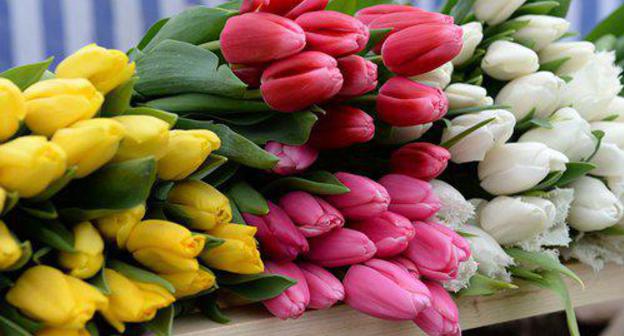 Tulips. Photo: Sputnik / Саид Царнаев
https://sputnik-ossetia.ru/North_Ossetia/20180307/5939921.html Tulips. Photo: Sputnik / Саид Царнаев
https://sputnik-ossetia.ru/North_Ossetia/20180307/5939921.html