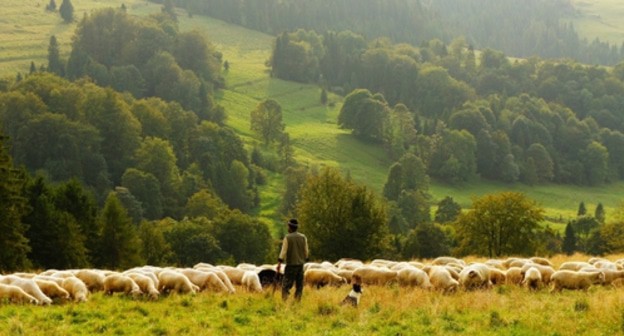 A shepherd with a herd of sheep. Photo: pixabay.com/ A shepherd with a herd of sheep. Photo: pixabay.com/