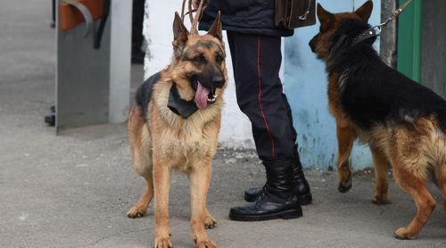 Service dogs. Photo: Elena Sineok/Yuga.ru Service dogs. Photo: Elena Sineok/Yuga.ru