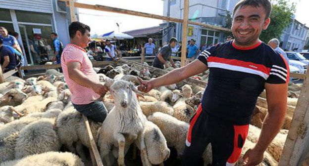 Sale of sheep in the market. Photo by Aziz Karimov for the "Caucasian Knot" Sale of sheep in the market. Photo by Aziz Karimov for the "Caucasian Knot"