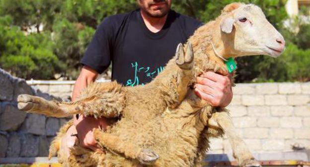 A sacrificial sheep at Baku market. Photo by Aziz Karimov for the Caucasian Knot A sacrificial sheep at Baku market. Photo by Aziz Karimov for the Caucasian Knot