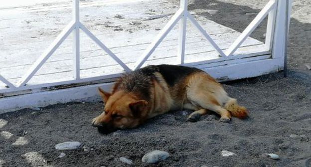 Stray dog at the Sochi beach. Photo by Svetlana Kravchenko for the Caucasian Knot Stray dog at the Sochi beach. Photo by Svetlana Kravchenko for the Caucasian Knot