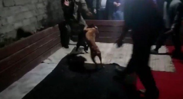 Screenshot of the video of dog fights, published by the Ministry of Internal Affairs of Azerbaijan https://www.facebook.com/polisazerbaycan/posts/2553923998158231 Screenshot of the video of dog fights, published by the Ministry of Internal Affairs of Azerbaijan https://www.facebook.com/polisazerbaycan/posts/2553923998158231