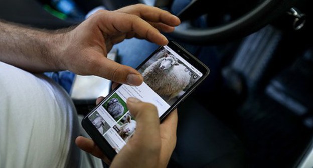 A resident of Baku choosing a sacrificial animal online. Baku, July 31, 2020. Photo by Aziz Karimov for the "Caucasian Knot" A resident of Baku choosing a sacrificial animal online. Baku, July 31, 2020. Photo by Aziz Karimov for the "Caucasian Knot"