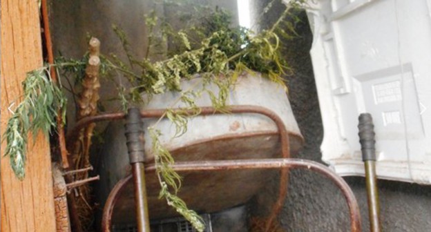 A bush of wild hemp seized from the yard of Nikolai Zakharchenko, a pensioner. Photo from the website of the Ministry of Internal Affairs of KBR https://07.мвд.рф/news/item/20871761 A bush of wild hemp seized from the yard of Nikolai Zakharchenko, a pensioner. Photo from the website of the Ministry of Internal Affairs of KBR https://07.мвд.рф/news/item/20871761