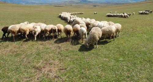 The pastures in the Gegarkunik Region of Armenia. Photo: http://armenpress.am The pastures in the Gegarkunik Region of Armenia. Photo: http://armenpress.am