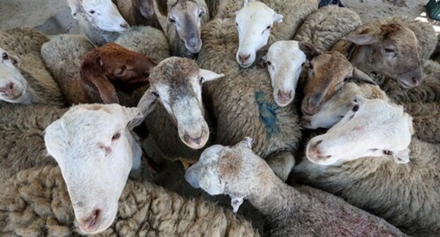 Sacrificial animals. Photo by Aziz Karimov for the Caucasian Knot Sacrificial animals. Photo by Aziz Karimov for the Caucasian Knot