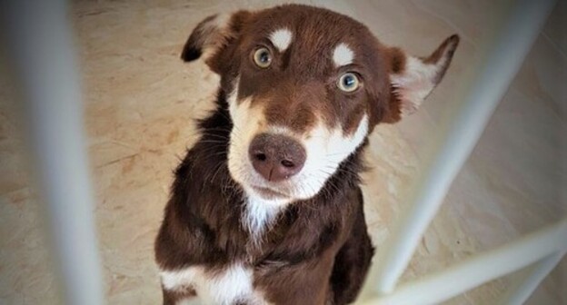 A dog in a cage at the centre that takes care of stray dogs. Photo by the press service of the "Centre for the Protection of Animals" in Baku https://ideacares.az/en/pet-adoptions A dog in a cage at the centre that takes care of stray dogs. Photo by the press service of the "Centre for the Protection of Animals" in Baku https://ideacares.az/en/pet-adoptions