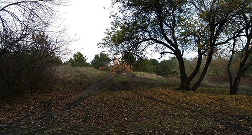 The “SKA” grove. Photo: Anastasia Rychagova https://don24.ru The “SKA” grove. Photo: Anastasia Rychagova https://don24.ru