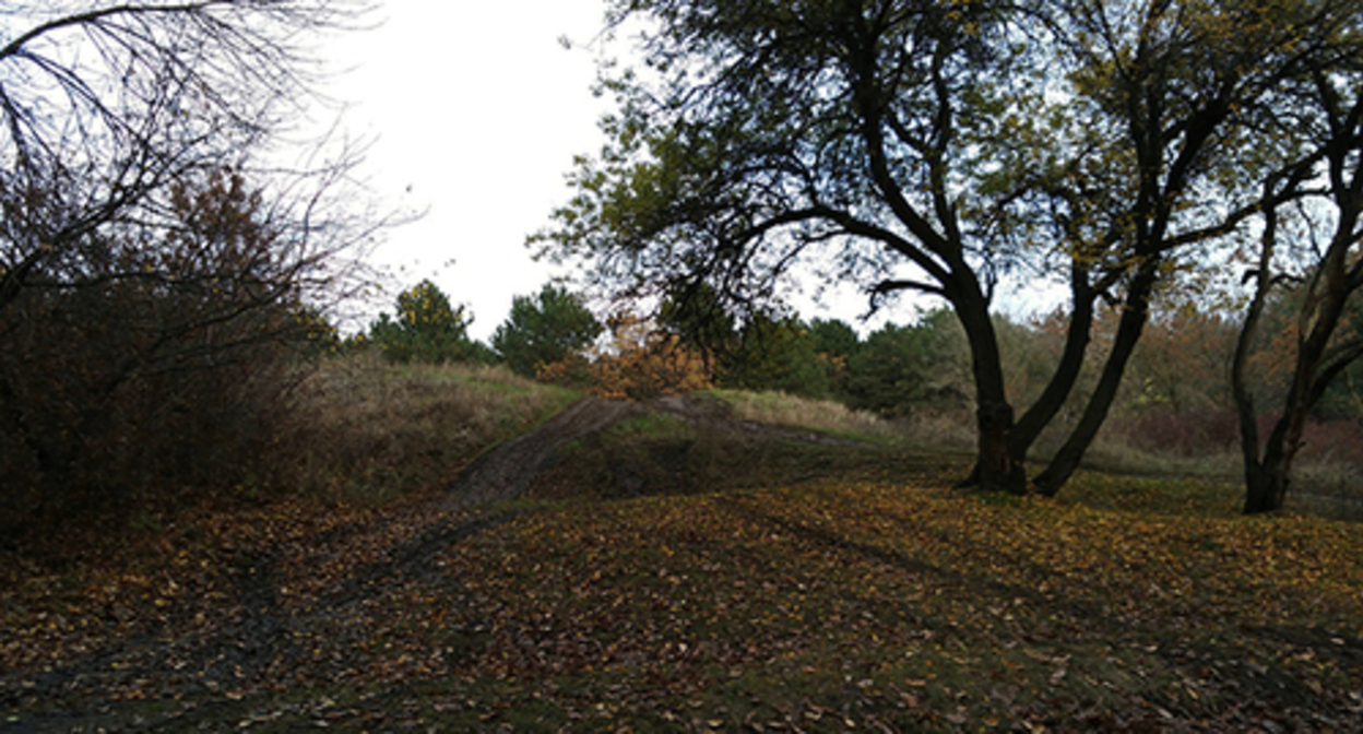 The “SKA” grove. Photo: Anastasia Rychagova https://don24.ru The “SKA” grove. Photo: Anastasia Rychagova https://don24.ru