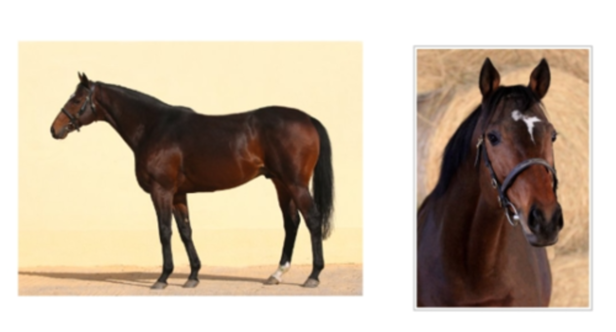 Ramzan Kadyrov’s stallion. Photo from the website of the police in the Czech Republic https://www.policie.cz/docDetail.aspx?docid=22785255&docType=ART Ramzan Kadyrov’s stallion. Photo from the website of the police in the Czech Republic https://www.policie.cz/docDetail.aspx?docid=22785255&docType=ART