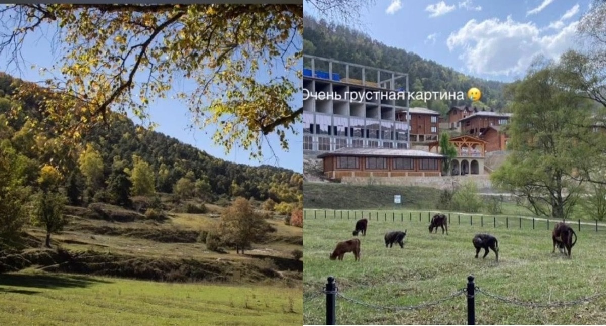 Development of a forest area in Verkhny Gunib. Frames of the publication by Aminat Abdurakhmanova / Instagram*