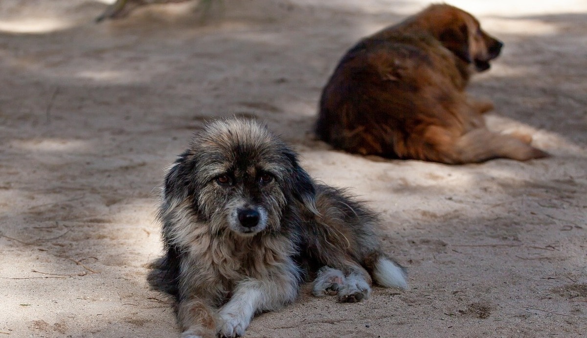 Street dogs. Photo: pixabay.com Street dogs. Photo: pixabay.com