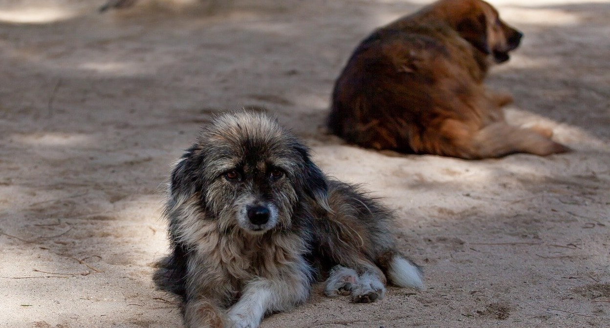 Street dogs. Photo: pixabay.com Street dogs. Photo: pixabay.com