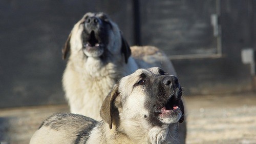 Stray dogs. Photo: pixabay.com