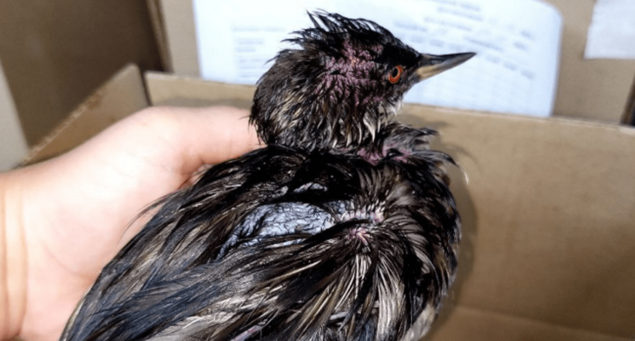 A bird covered in oil products. Screenshot of a photo from the Zhemchuzhnaya center's Telegram channel from 31.08.25, https://t.me/zhemchujnaya9/1140.