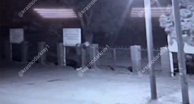 An unknown person puts a pig's head on a fence near a mosque in Adygea. September 14, 2025. Screenshot of the video https://t.me/krasnodarkray1/62397