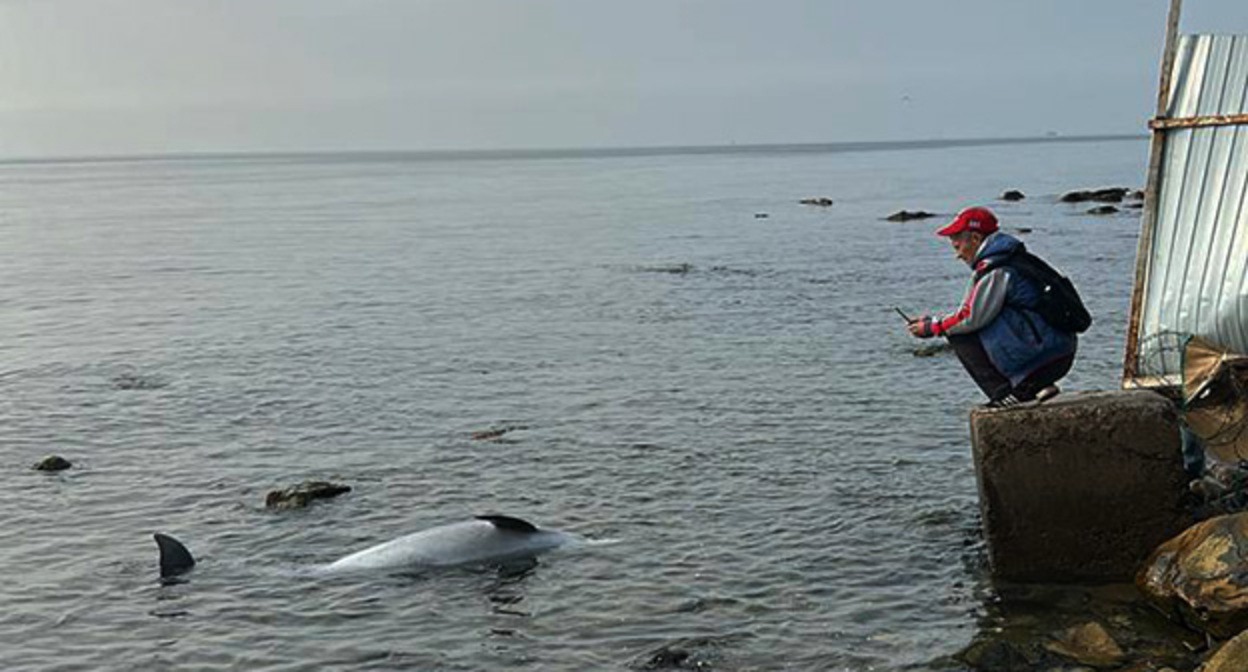 A dead dolphin off the coast of Anapa. Photo: Delfacenter https://t.me/delfacenter/468