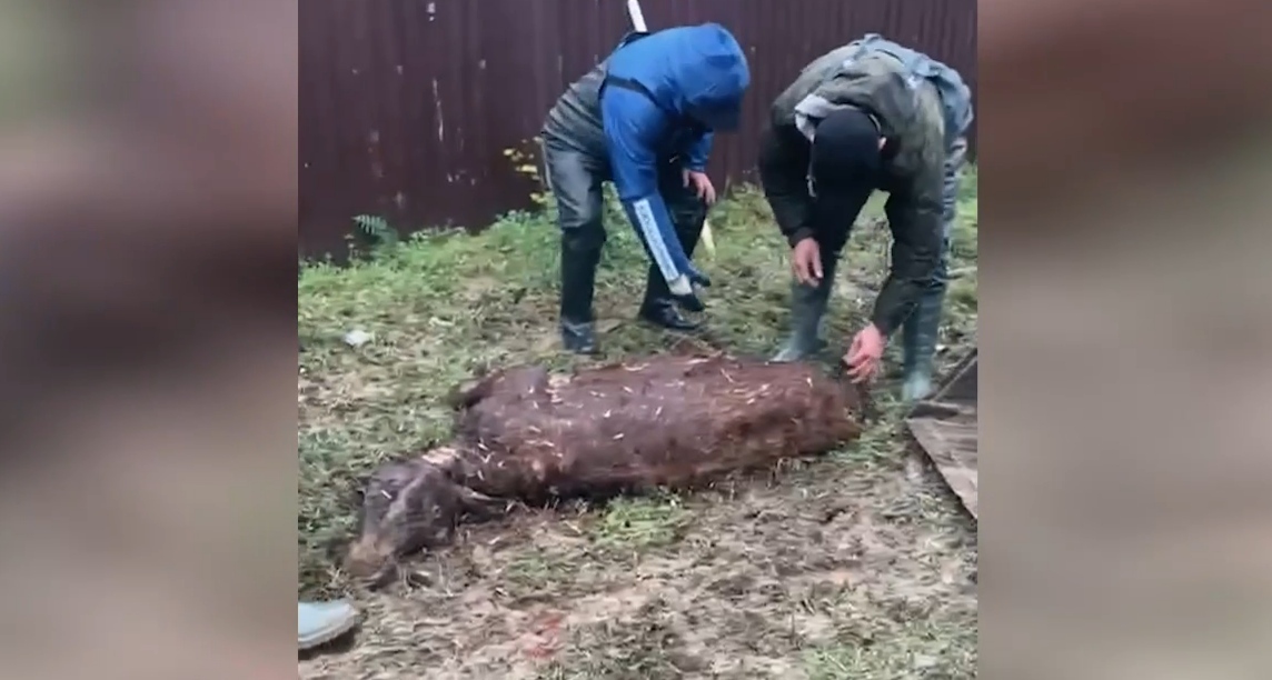 People gather dead cattle in the village of Adilyotar, March 31, 2026. Still from a video by the Khasavyurt District Administration https://t.me/has_rayon05/25346