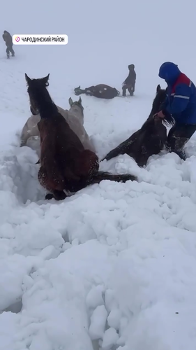 Still: Residents of the Charodinsky District ask for help rescuing animals. Photo: Novoye Delo / Telegram channel?