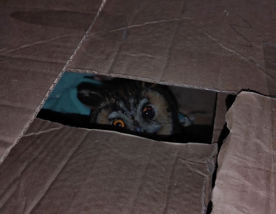 An owl from the shelter in Tuapse. Photo: Chronicles of Razliv / Telegram
