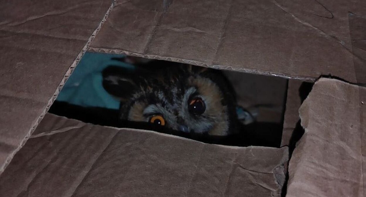 An owl from the shelter in Tuapse. Photo: Chronicles of Razliv / Telegram