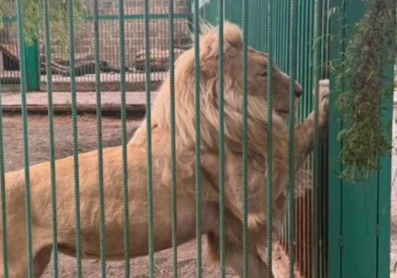 Lion from Tsarukyan's zoo. Screenshot from photo https://newsarmenia.am/news/society/sk-armenii-iz-osobnyaka-gagika-tsarukyana-izyaty-3-lva-i-1-tigr-pochti-200-chuchel-zhivotnykh-i-ptits/ dated 06.07.26. Lion from Tsarukyan's zoo. Screenshot from photo https://newsarmenia.am/news/society/sk-armenii-iz-osobnyaka-gagika-tsarukyana-izyaty-3-lva-i-1-tigr-pochti-200-chuchel-zhivotnykh-i-ptits/ dated 06.07.26.