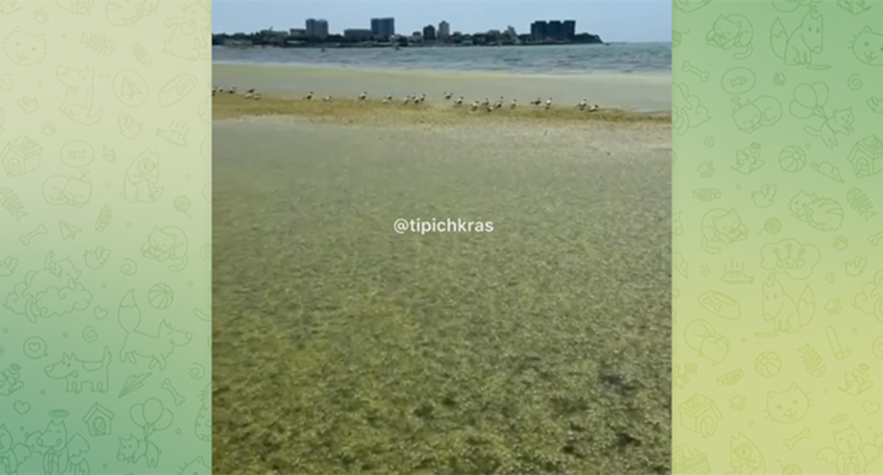 Algae in Anapa. Frame from the video https://t.me/tipichkras/80946 Algae in Anapa. Frame from the video https://t.me/tipichkras/80946