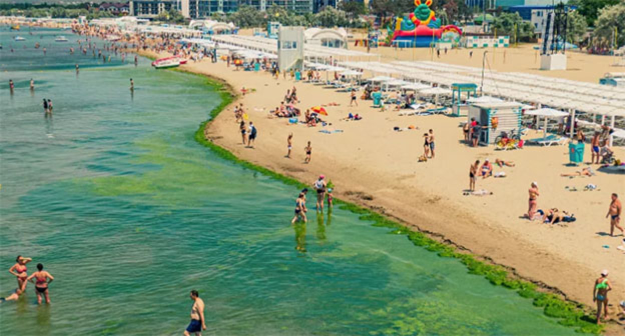 Seaweed on the beach in Anapa. Photo: Anton Bykov, Yuga.ru Seaweed on the beach in Anapa. Photo: Anton Bykov, Yuga.ru