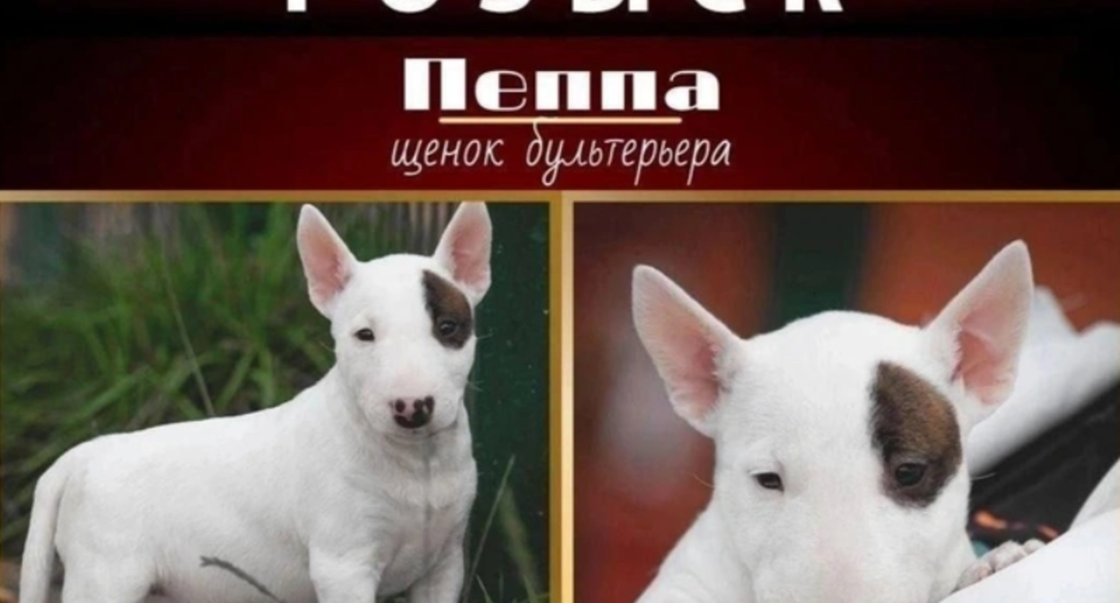 Announcement of the missing puppy named Peppa. Screenshot from "Fontanka" dated 17.09.25, https://www.fontanka.ru/2025/09/17/76033179/