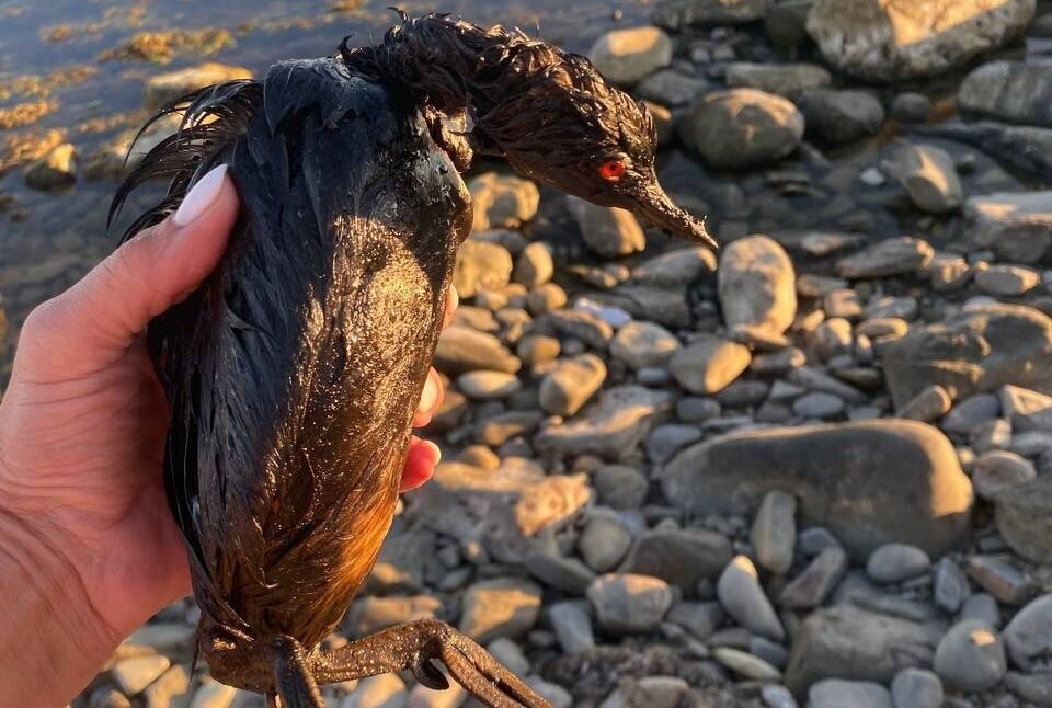 A bird found in the Myskhako area. Photo: Roman_eco / Telegram A bird found in the Myskhako area. Photo: Roman_eco / Telegram